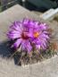 Preview: Thelocactus bicolor Gruppe